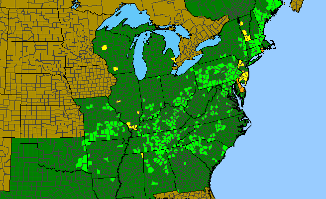 The range of Polygala ambigua
